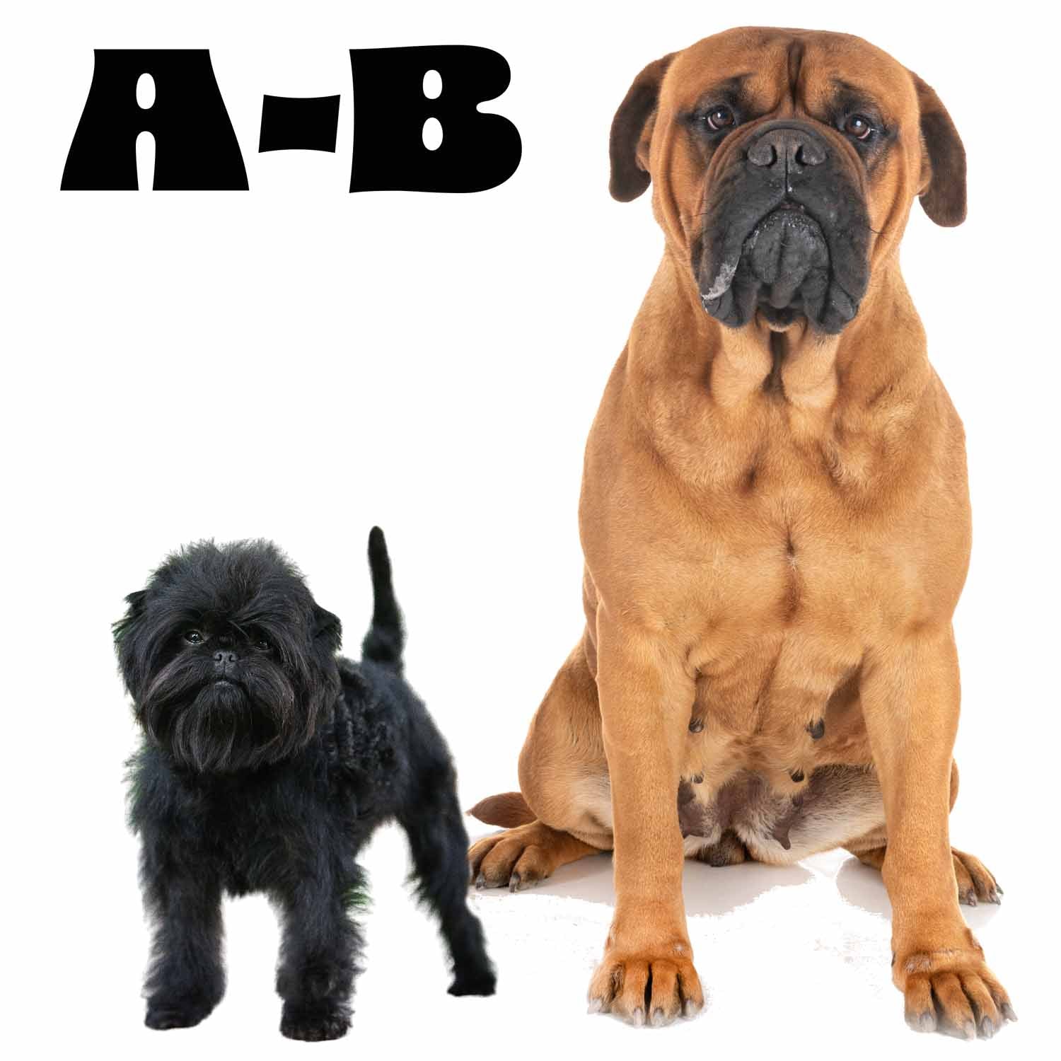 Affenpinscher to Bullmastiff
